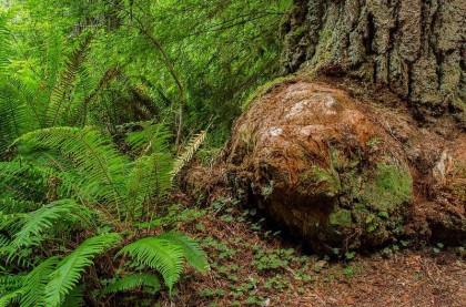 ONE VERY LARGE LIVE BURL AT THE BASE OF SEQUOIA SEMPERVIRENS (PACIFIC REDWOOD)