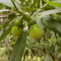  OREGON MYRTLE BERRYS