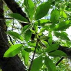 buckeye plant