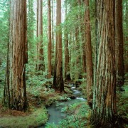 IN THE HEART OF THE REDWOODS