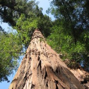  HOME OF THE WORLDS TALLEST TREES