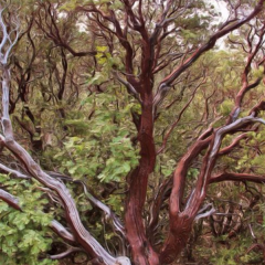  MANZANITA AS IT OCCURS IN NATURE
