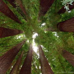 REDWOODS