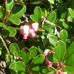  MANZANITA IN BLOOM...smells really good!