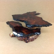 Northern California woods