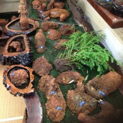 LIVE CALIFORNIA REDWOOD BURL