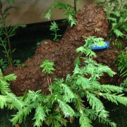 CHIA PET ON STEROIDS