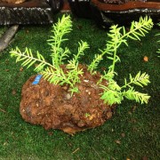 LIVE CALIFORNIA REDWOOD BURL