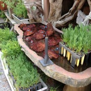  WE SELL AND SHIP SEEDLINGS ALSO