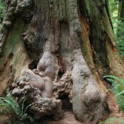 WHERE MOST BURLS COME FROM